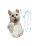 ネコちゃんず♂♂♂（個別スタンプ：17）