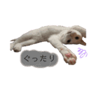 ネコちゃんず♂♂♂（個別スタンプ：18）