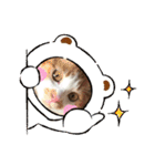 ネコちゃんず♂♂♂（個別スタンプ：21）