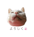 ネコちゃんず♂♂♂（個別スタンプ：22）