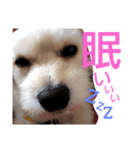 じじとうぃる（個別スタンプ：1）