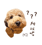 プードル WooHua 2歳の記録（個別スタンプ：2）