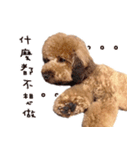 プードル WooHua 2歳の記録（個別スタンプ：3）