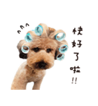 プードル WooHua 2歳の記録（個別スタンプ：4）