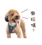 プードル WooHua 2歳の記録（個別スタンプ：5）