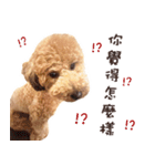 プードル WooHua 2歳の記録（個別スタンプ：7）