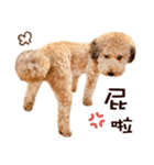 プードル WooHua 2歳の記録（個別スタンプ：8）