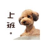プードル WooHua 2歳の記録（個別スタンプ：9）