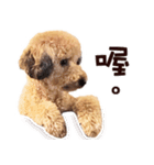 プードル WooHua 2歳の記録（個別スタンプ：10）