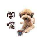 プードル WooHua 2歳の記録（個別スタンプ：11）