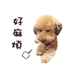 プードル WooHua 2歳の記録（個別スタンプ：12）