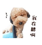プードル WooHua 2歳の記録（個別スタンプ：13）