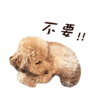 プードル WooHua 2歳の記録（個別スタンプ：14）