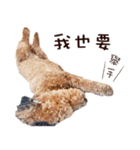 プードル WooHua 2歳の記録（個別スタンプ：15）