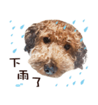 プードル WooHua 2歳の記録（個別スタンプ：16）