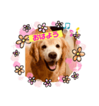ワンニャン大好きスタンプ（個別スタンプ：8）
