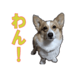 コーギー犬のメルさん（個別スタンプ：1）