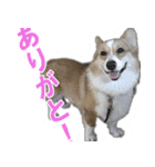 コーギー犬のメルさん（個別スタンプ：2）