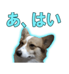 コーギー犬のメルさん（個別スタンプ：3）