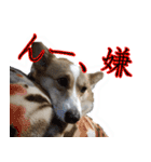 コーギー犬のメルさん（個別スタンプ：4）