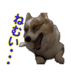 コーギー犬のメルさん（個別スタンプ：5）