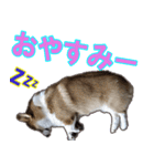 コーギー犬のメルさん（個別スタンプ：6）