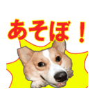 コーギー犬のメルさん（個別スタンプ：7）