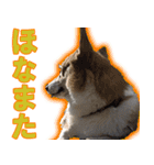 コーギー犬のメルさん（個別スタンプ：8）