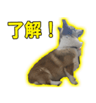 コーギー犬のメルさん（個別スタンプ：9）