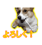 コーギー犬のメルさん（個別スタンプ：10）