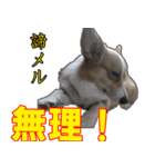 コーギー犬のメルさん（個別スタンプ：11）