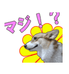 コーギー犬のメルさん（個別スタンプ：12）