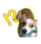 コーギー犬のメルさん（個別スタンプ：13）