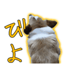 コーギー犬のメルさん（個別スタンプ：14）