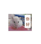 倉鼠♪（個別スタンプ：1）