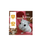 倉鼠♪（個別スタンプ：2）