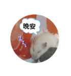 倉鼠♪（個別スタンプ：3）