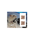 倉鼠♪（個別スタンプ：4）