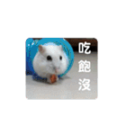 倉鼠♪（個別スタンプ：5）
