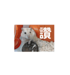 倉鼠♪（個別スタンプ：8）