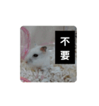 倉鼠♪（個別スタンプ：10）