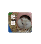 倉鼠♪（個別スタンプ：13）