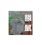 倉鼠♪（個別スタンプ：14）