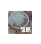 倉鼠♪（個別スタンプ：15）