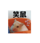 倉鼠♪（個別スタンプ：16）