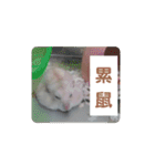 倉鼠♪（個別スタンプ：17）