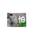 倉鼠♪（個別スタンプ：18）
