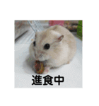 倉鼠♪（個別スタンプ：19）