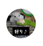倉鼠♪（個別スタンプ：20）