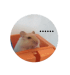 倉鼠♪（個別スタンプ：21）